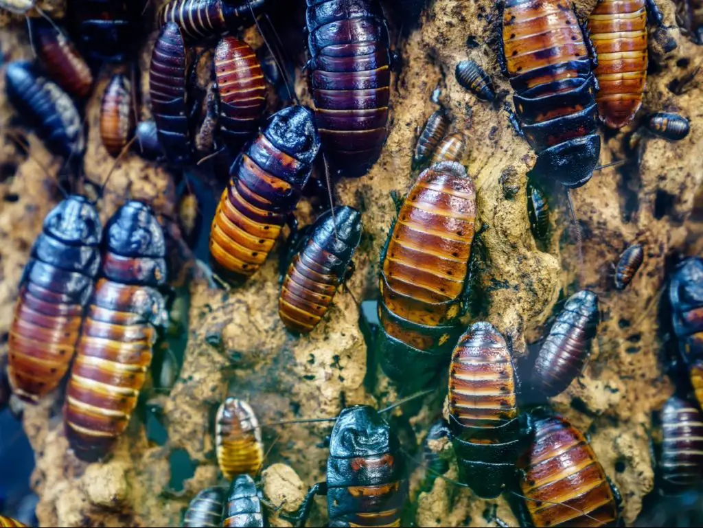 trick-or-treat canceled cockroaches