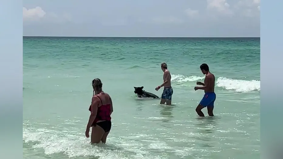 black bear destin florida