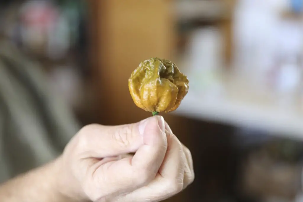 World's Hottest Pepper