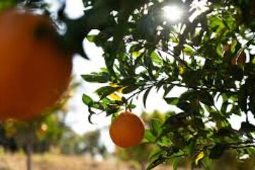 orange juice