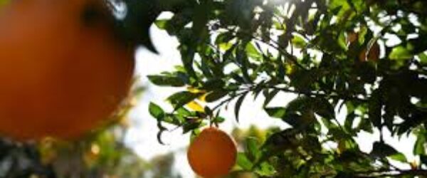 orange juice