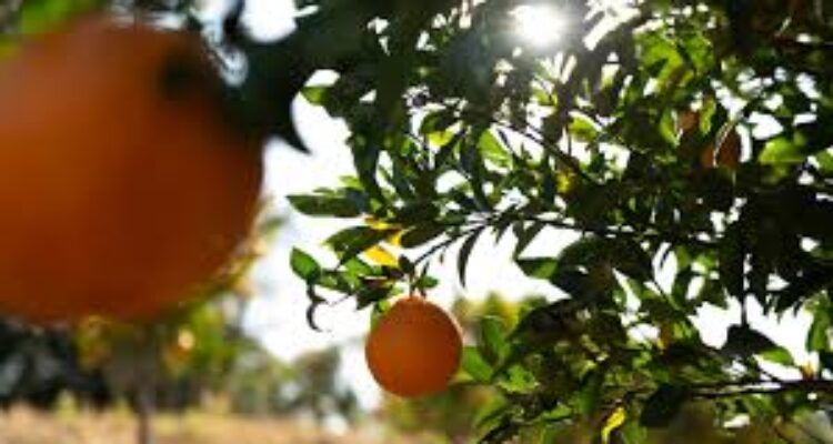 orange juice
